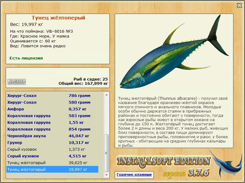 Максимальный вес рыб. Желтопёрый тунец. Желтоперый тунец вес. Тунец рыба Размеры. Тунец средний вес рыбы.